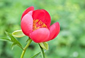 PAEONIA LOBATA SUNSHINE