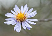 ASTER NOVI-BELGII