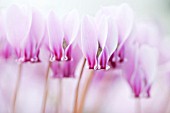 CYCLAMEN HEDERIFOLIUM