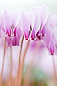 CYCLAMEN HEDERIFOLIUM