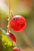 RIBES RUBRUM