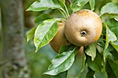 MALUS DOMESTICA EGREMONT RUSSET