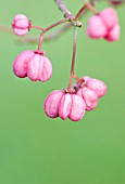 EUONYMUS HAMILTONIANUS SUBSP SIEBOLDIANUS RED ELF