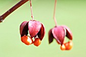 EUONYMUS PLANIPES SANCHO