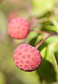 CORNUS KOUSA WIETINGS SELECT