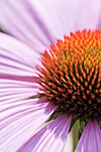 ECHINACEA PURPUREA MAGNUS