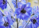 DELPHINIUM AFTER MIDNIGHT