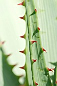 ALOE GLAUCA