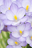 CROCUS GOULIMYI