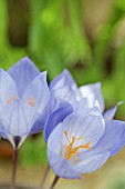 CROCUS LEICHTLINII