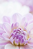 DAHLIA CRYSTAL BEAUTY