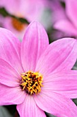 DAHLIA MAGENTA STAR