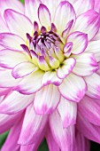 DAHLIA VERACRUZ