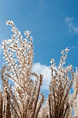 MISCANTHUS SINENSIS UNDINE