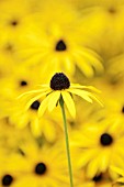 RUDBECKIA FULGIDA VAR. DEAMII