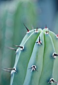 ECHINOPSIS