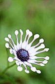 OSTEOSPERMUM WHIRLIGIG