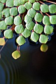 LUDWIGIA SEDIOIDES