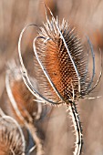 DIPSACUS FULLONUM