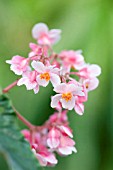 BEGONIA GINNY