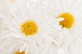 CHRYSANTHEMUM VALLEE BLANCHE