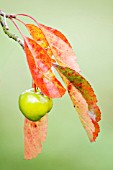 MALUS IOENSIS