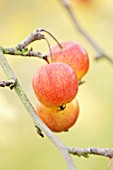 MALUS PRUNIFOLIA VAR MACROCARPA