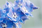 DELPHINIUM ELATUM MORNING LIGHTS