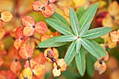 EUPHORBIA CORNIGERA