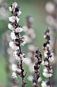 LIGULARIA STENOCEPHALA