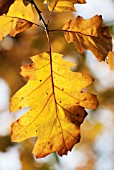 QUERCUS RUBRA