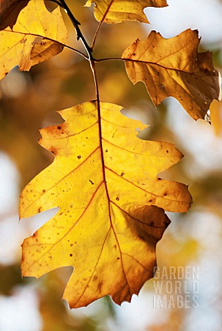 QUERCUS_RUBRA