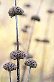 PHLOMIS RUSSELIANA