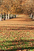 PLATANUS HISPANICA