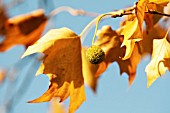 PLATANUS HISPANICA