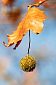 PLATANUS HISPANICA