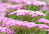 ACHILLEA MILLEFOLIUM PRETTY BELINDA