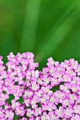 ACHILLEA MILLEFOLIUM PRETTY BELINDA