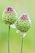 ALLIUM SPHAEROCEPHALON