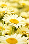 ARGYRANTHEMUM FRUTESCENS BUTTERFLY