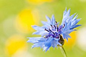 CENTAUREA CYANUS