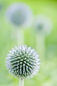 ECHINOPS BANNATICUS TAPLOW BLUE