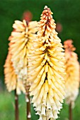 KNIPHOFIA TAWNY KING