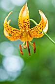 LILIUM BELLINGHAM GROUP IV