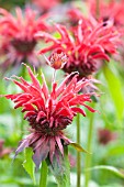 MONARDA GARDENVIEW SCARLET