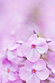 PHLOX MACULATA ALPHA