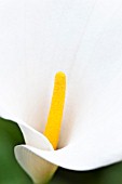 ZANTEDESCHIA AETHIOPICA