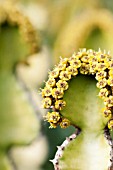 EUPHORBIA GRANDICORNIS