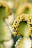 EUPHORBIA GRANDICORNIS