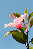 HIBISCUS FLOWER